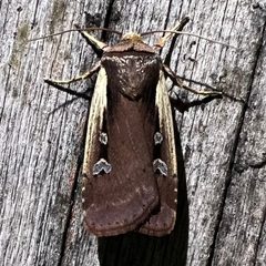 Ochropleura implecta by no rights reserved, uploaded by Jack Gelinas. Used under a CC0 license.