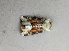 Oligia egens by (c) Doug Macaulay, some rights reserved (CC BY), uploaded by Doug Macaulay. Used under a CC-BY license.