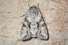 Achatia distincta by (c) John P Friel, some rights reserved (CC BY), uploaded by John P Friel. Used under a CC-BY license.