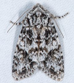 Egira februalis by (c) Don Loarie, some rights reserved (CC BY), uploaded by Don Loarie. Used under a CC-BY license.