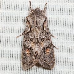 Egira hiemalis by (c) Ken-ichi Ueda, some rights reserved (CC BY). Used under a CC-BY license.
