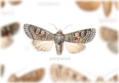 Egira purpurea by no rights reserved, uploaded by Andreas Manz. Used under a CC0 license.