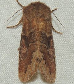 Orthosia garmani by (c) Andy Reago & Chrissy McClarren, some rights reserved (CC BY). Used under a CC-BY license.