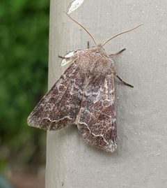 Orthosia revicta by no rights reserved, uploaded by Ben Keen. Used under a CC0 license.