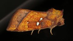 Papaipema lysimachiae by (c) Nick Block, some rights reserved (CC BY), uploaded by Nick Block. Used under a CC-BY license.