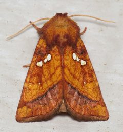 Papaipema lysimachiae by (c) Nick Block, some rights reserved (CC BY), uploaded by Nick Block. Used under a CC-BY license.