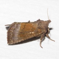 Papaipema nelita by (c) Dan MacNeal, some rights reserved (CC BY), uploaded by Dan MacNeal. Used under a CC-BY license.