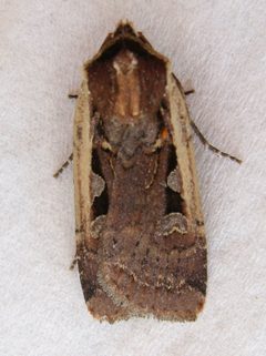 Parabagrotis exsertistigma by no rights reserved, uploaded by Matt Kenne. Used under a CC0 license.