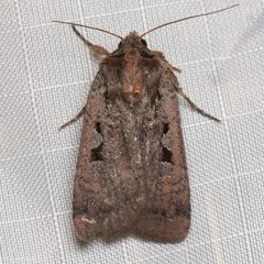 Parabagrotis insularis by (c) Ken-ichi Ueda, some rights reserved (CC BY), uploaded by Ken-ichi Ueda. Used under a CC-BY license.