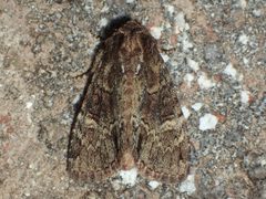Phosphila turbulenta by (c) John P Friel, some rights reserved (CC BY), uploaded by John P Friel. Used under a CC-BY license.