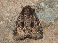 Phosphila turbulenta by (c) John P Friel, some rights reserved (CC BY), uploaded by John P Friel. Used under a CC-BY license.