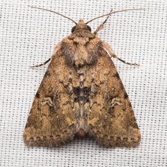 Properigea suffusa by (c) Ken-ichi Ueda, some rights reserved (CC BY), uploaded by Ken-ichi Ueda. Used under a CC-BY license.