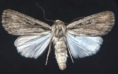 Protogygia postera by (c) Doug Macaulay, some rights reserved (CC BY), uploaded by Doug Macaulay. Used under a CC-BY license.