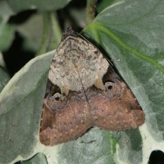 Pseudeustrotia by (c) Ramnarayan K, some rights reserved (CC BY), uploaded by Ramnarayan K. Used under a CC-BY license.