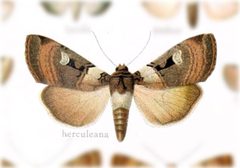 Richia herculeana by no rights reserved, uploaded by Andreas Manz. Used under a CC0 license.