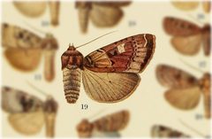 Richia herculeana by no rights reserved, uploaded by Andreas Manz. Used under a CC0 license.