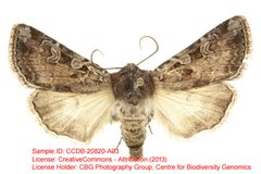 Richia praefixa by no rights reserved, uploaded by Andreas Manz. Used under a CC0 license.