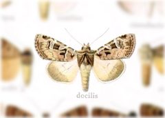Richia praefixa by no rights reserved, uploaded by Andreas Manz. Used under a CC0 license.