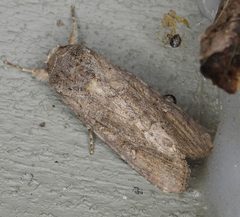 Spodoptera frugiperda by (c) Peter Waycik, some rights reserved (CC BY), uploaded by Peter Waycik. Used under a CC-BY license.