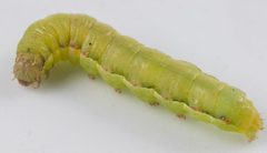 Spodoptera by (c) portioid, some rights reserved (CC BY), uploaded by portioid. Used under a CC-BY license.