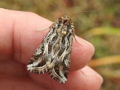 Spodoptera pulchella by (c) Sam Kieschnick, some rights reserved (CC BY), uploaded by Sam Kieschnick. Used under a CC-BY license.