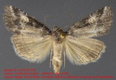 Sympistis apposita by no rights reserved, uploaded by Andreas Manz. Used under a CC0 license.