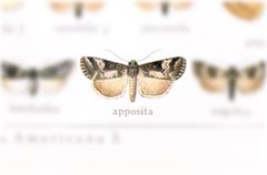 Sympistis apposita by no rights reserved, uploaded by Andreas Manz. Used under a CC0 license.