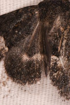 Sympistis aterrima by (c) Trevor Van Loon, some rights reserved (CC BY), uploaded by Trevor Van Loon. Used under a CC-BY license.