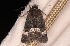 Sympistis aterrima by (c) Trevor Van Loon, some rights reserved (CC BY), uploaded by Trevor Van Loon. Used under a CC-BY license.