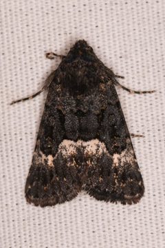 Sympistis aterrima by (c) Trevor Van Loon, some rights reserved (CC BY), uploaded by Trevor Van Loon. Used under a CC-BY license.