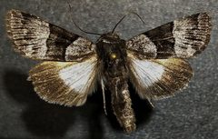 Sympistis chalybdis by (c) Doug Macaulay, some rights reserved (CC BY), uploaded by Doug Macaulay. Used under a CC-BY license.