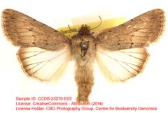 Sympistis fortis by no rights reserved, uploaded by Andreas Manz. Used under a CC0 license.