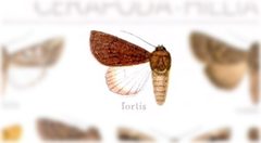 Sympistis fortis by no rights reserved, uploaded by Andreas Manz. Used under a CC0 license.