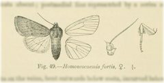 Sympistis fortis by no rights reserved, uploaded by Andreas Manz. Used under a CC0 license.