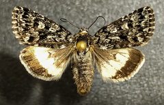 Sympistis heliophila by (c) Doug Macaulay, some rights reserved (CC BY), uploaded by Doug Macaulay. Used under a CC-BY license.