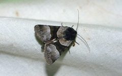 Sympistis piffardi by (c) Doug Macaulay, some rights reserved (CC BY), uploaded by Doug Macaulay. Used under a CC-BY license.