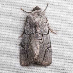Sympistis ragani by (c) Ken-ichi Ueda, some rights reserved (CC BY), uploaded by Ken-ichi Ueda. Used under a CC-BY license.