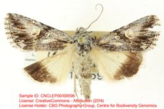 Sympistis sagittata by no rights reserved, uploaded by Andreas Manz. Used under a CC0 license.