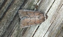 Sympistis stabilis by (c) Doug Macaulay, some rights reserved (CC BY), uploaded by Doug Macaulay. Used under a CC-BY license.