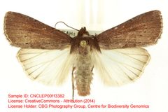 Tesagrotis amia by no rights reserved, uploaded by Andreas Manz. Used under a CC0 license.