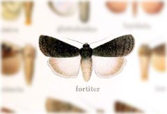 Tesagrotis amia by no rights reserved, uploaded by Andreas Manz. Used under a CC0 license.