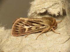 Cerapteryx graminis by (c) Donald Hobern, some rights reserved (CC BY). Used under a CC-BY license.
