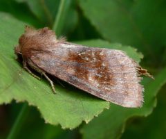 Nephelodes by (c) Dendroica cerulea, some rights reserved (CC BY). Used under a CC-BY license.