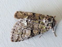 Viridemas galena by (c) jimeckert49, some rights reserved (CC BY). Used under a CC-BY license.