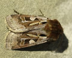 Xestia scropulana by (c) Doug Macaulay, some rights reserved (CC BY), uploaded by Doug Macaulay. Used under a CC-BY license.