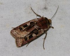 Xestia scropulana by (c) Doug Macaulay, some rights reserved (CC BY), uploaded by Doug Macaulay. Used under a CC-BY license.