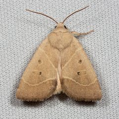 Cosmia calami by (c) Ken-ichi Ueda, some rights reserved (CC BY), uploaded by Ken-ichi Ueda. Used under a CC-BY license.