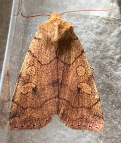 Enargia fausta by (c) Alan Macnaughton, some rights reserved (CC BY), uploaded by Alan Macnaughton. Used under a CC-BY license.