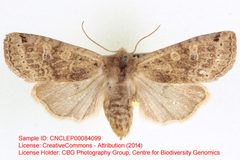 Homoglaea variegata by no rights reserved, uploaded by Andreas Manz. Used under a CC0 license.
