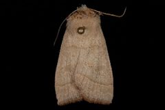 Ipimorpha nanaimo by (c) Jeremy deWaard. University of British Columbia., some rights reserved (CC BY). Used under a CC-BY license.
